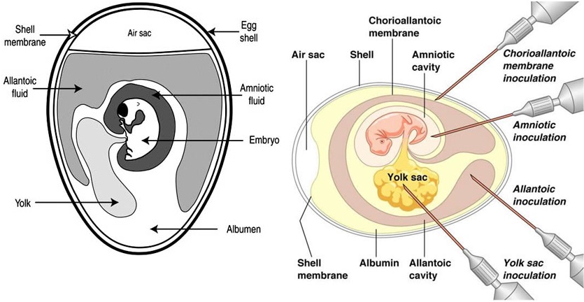 Sac with no embryo