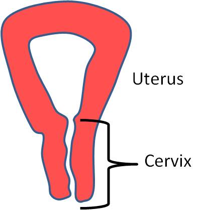 Picture of a closed cervix