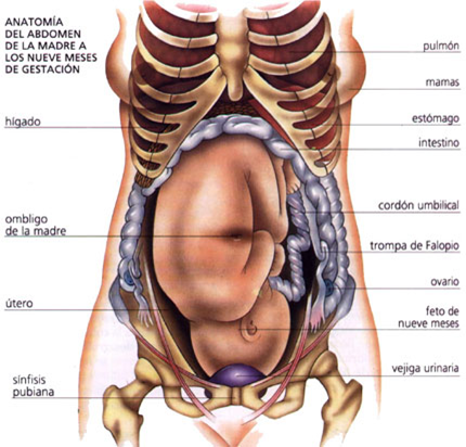 Pregnant organs diagram