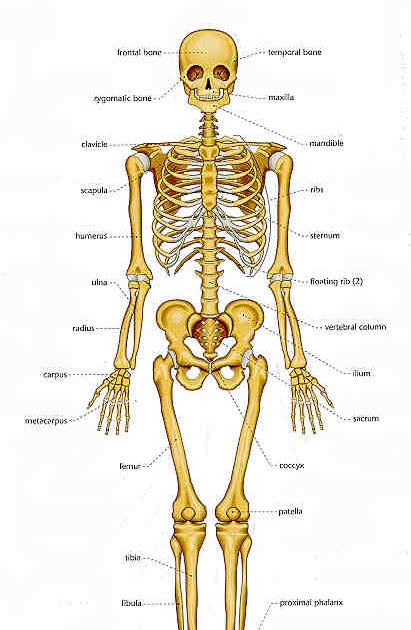 How many bones in born child