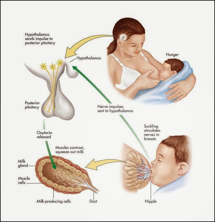 Does pregnancy affect milk supply