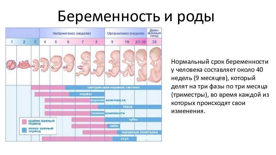 First month pregnancy period