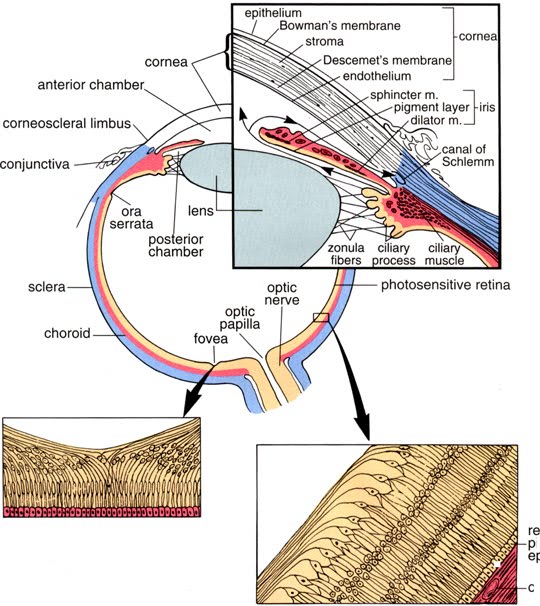 Blood after membrane sweep