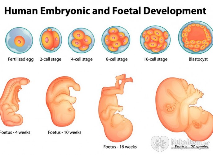 What weeks are 6 months pregnant