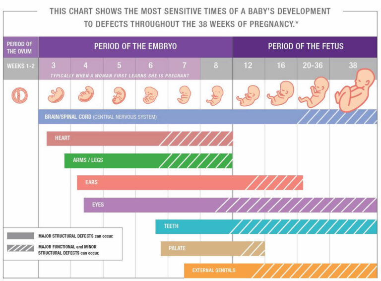 Period in the first month of pregnancy