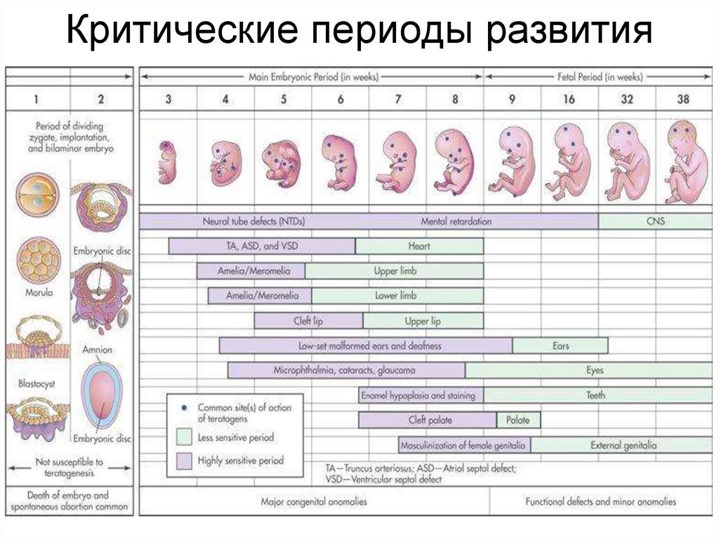 What size is a 12 week fetus