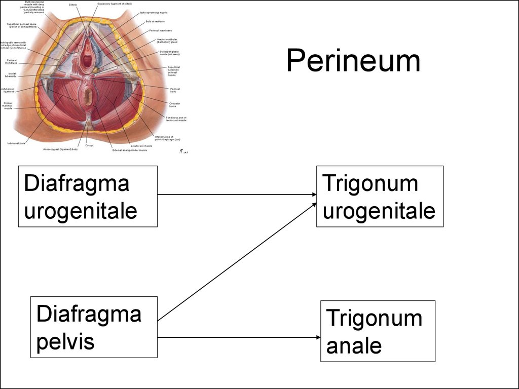 Swollen perineum pregnancy