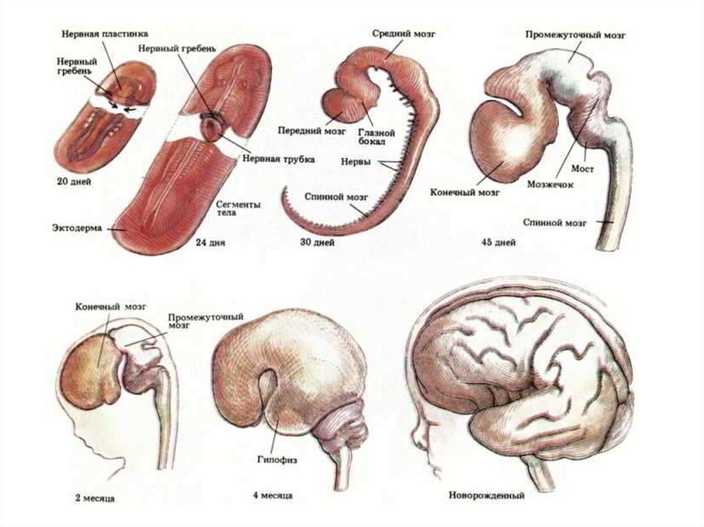 Embryo brain development