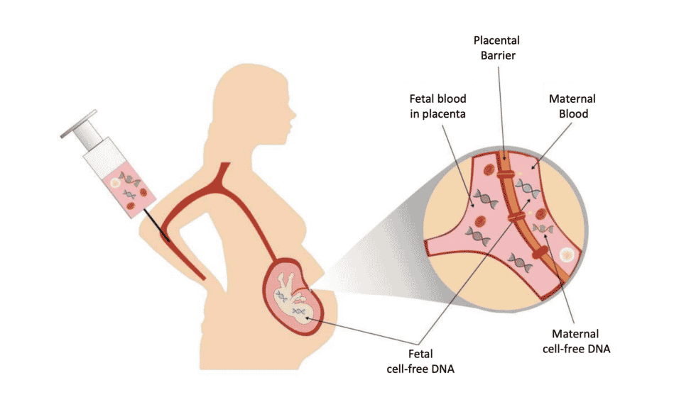 Blood in the placenta during pregnancy