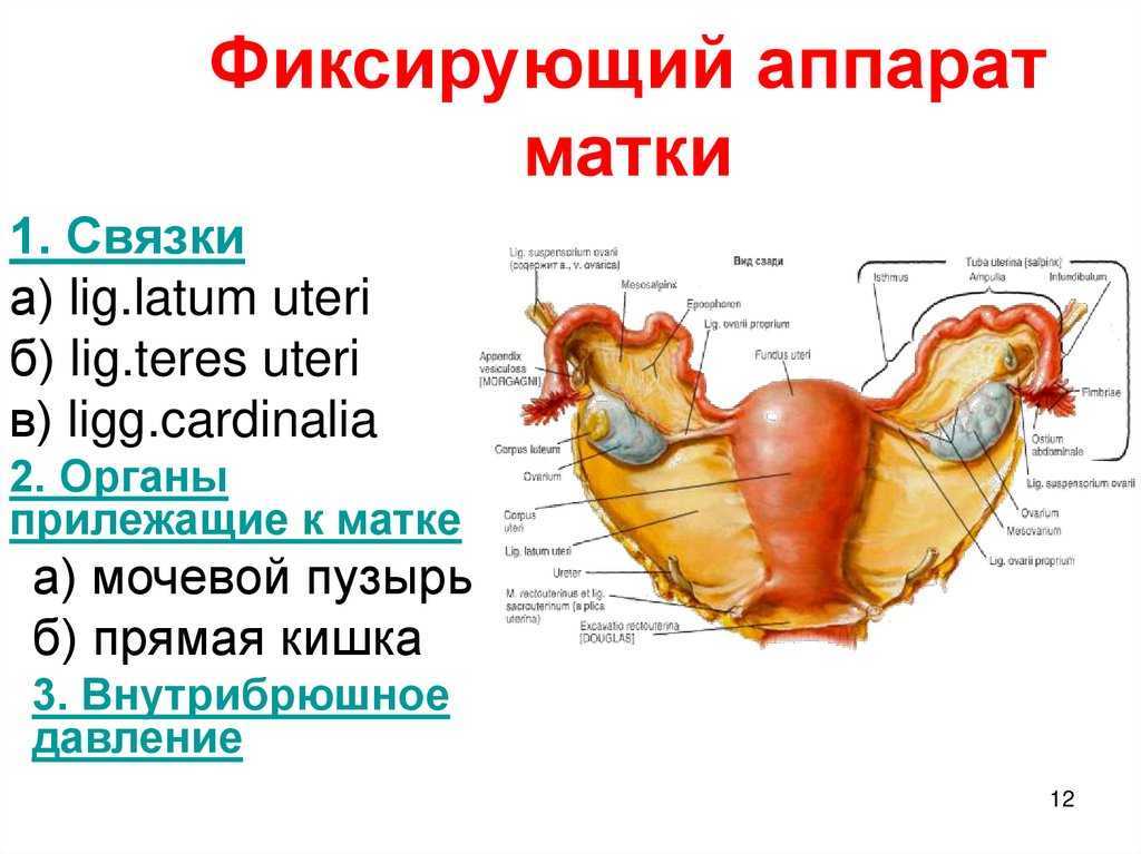 What is average size of uterus