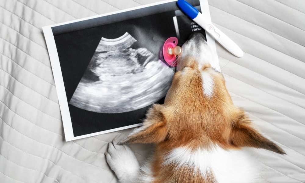 Pet in pregnancy