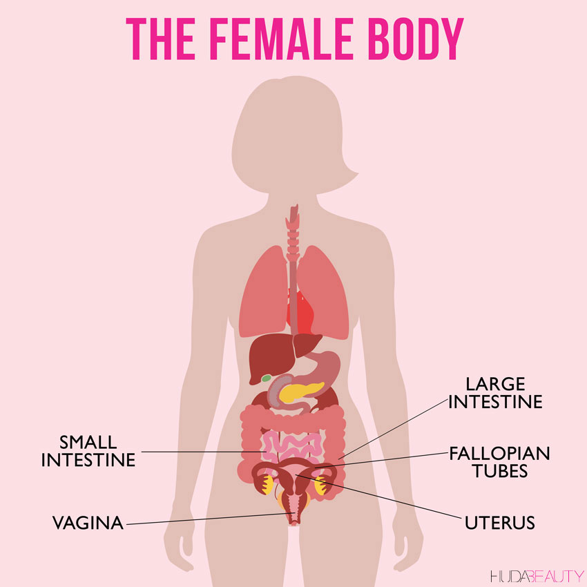 How big is uterus at 10 weeks