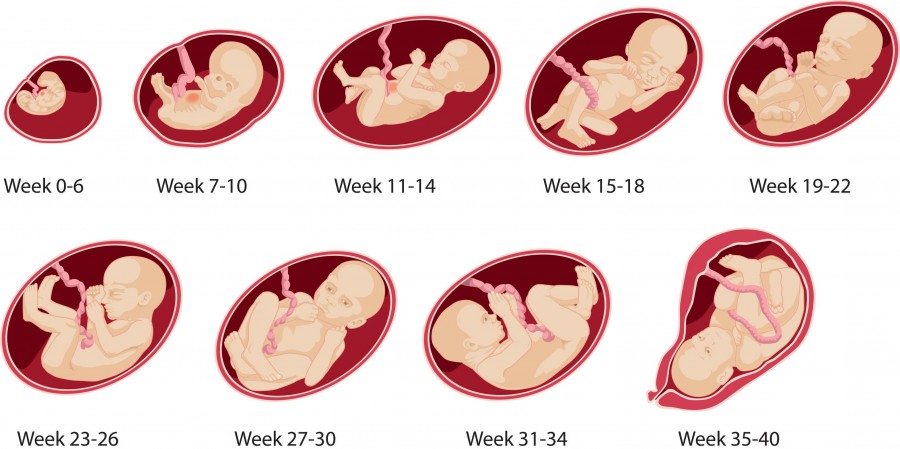 15Th month of pregnancy