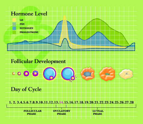 Most fertile time in cycle