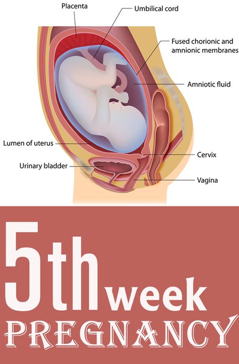 24Th week of gestation