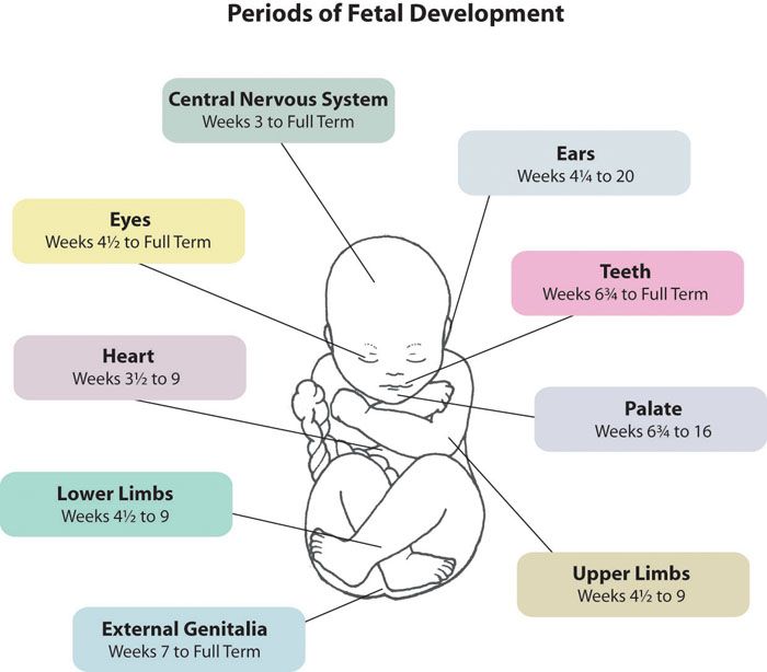 Fetal development week 38