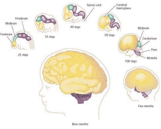 Brain development womb