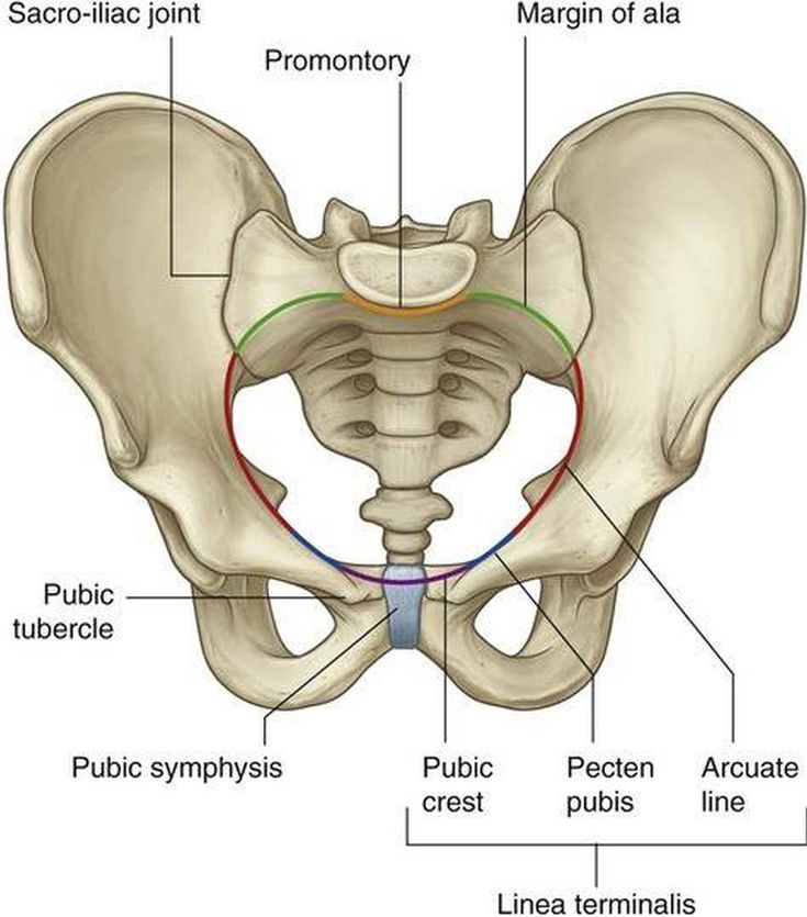 Pelvic cavity diagram