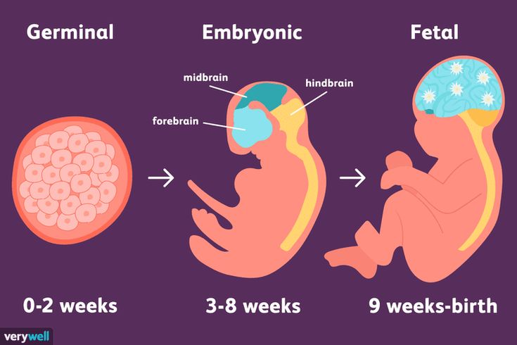 Two months old fetus