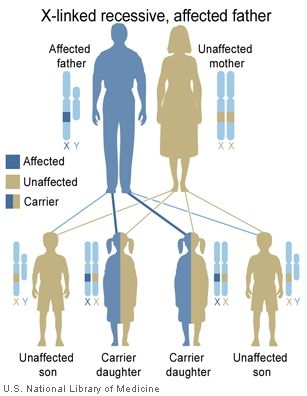 Fragile x gene