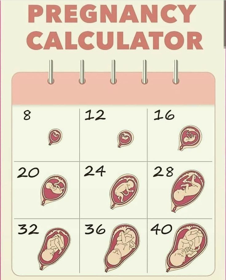 Pregnancy time calculator
