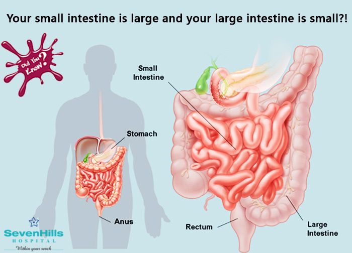 How long is the small intestine in a child