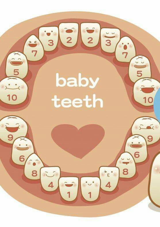 What does a baby tooth coming in look like