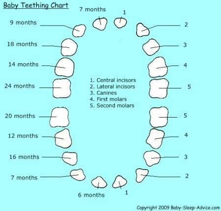 11 month teething