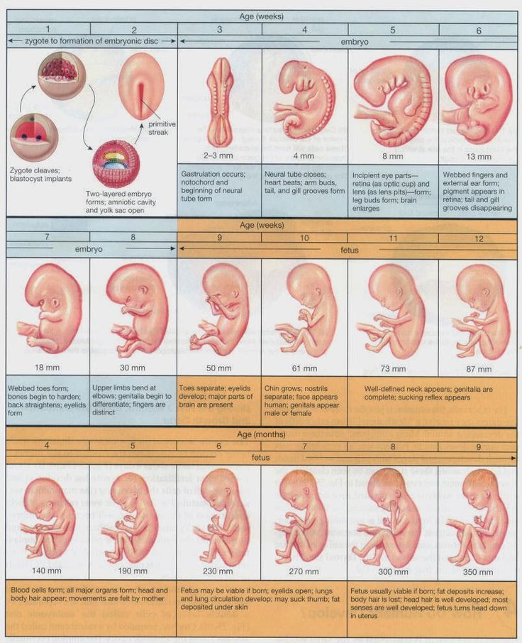 Uterus position by week