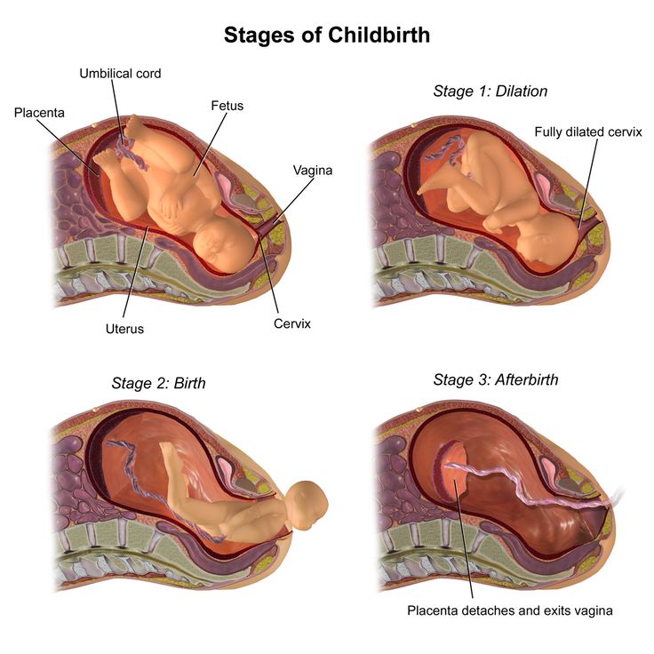 Placenta during birth