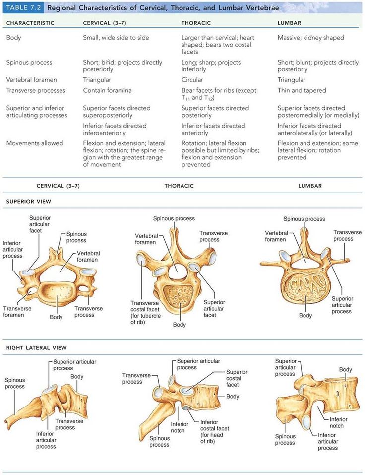 Shape of cervix