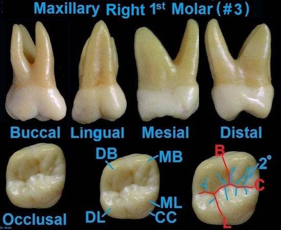 Partial molar pregnancy pictures