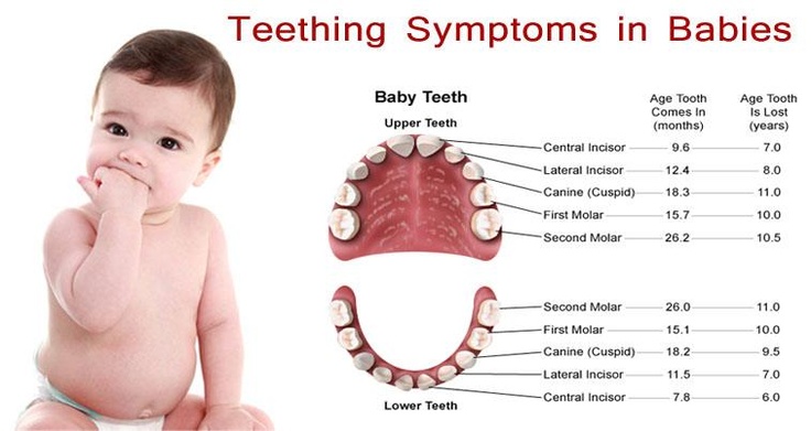 How many teeth do u lose as a child