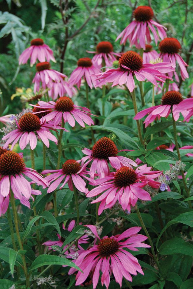 Echinacea when breastfeeding