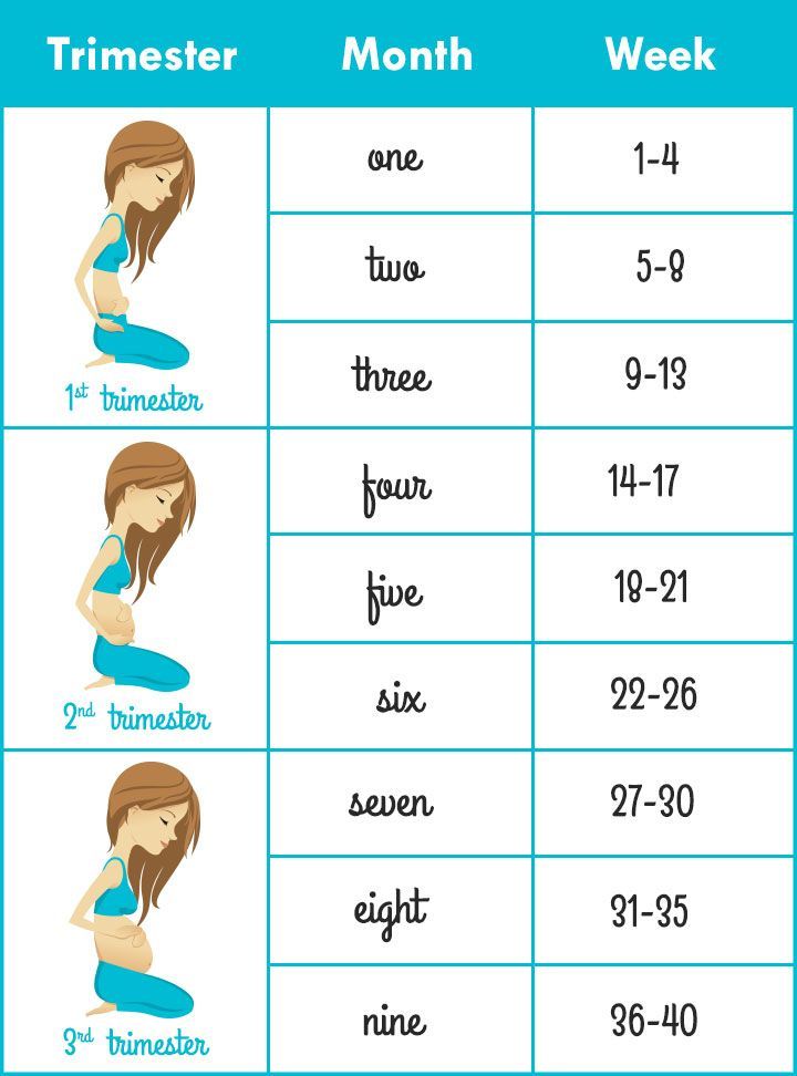 How many weeks is the first trimester in pregnancy