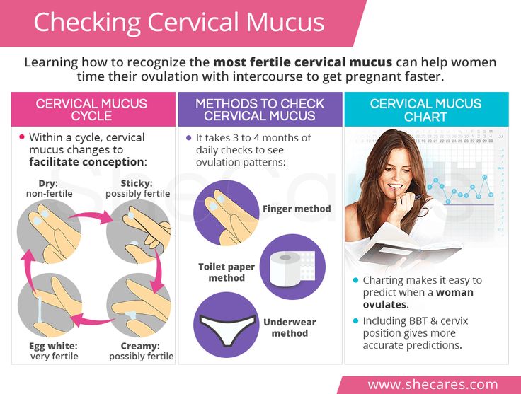 Can u ovulate while pregnant