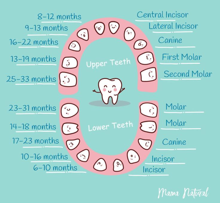 How a tooth grows