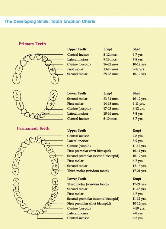 When do baby teeth develop