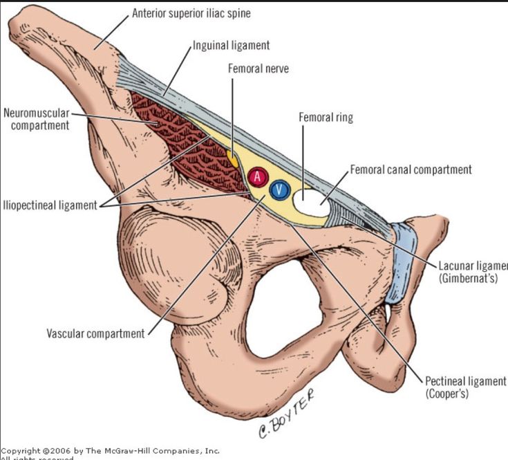 Anatomy of birth canal