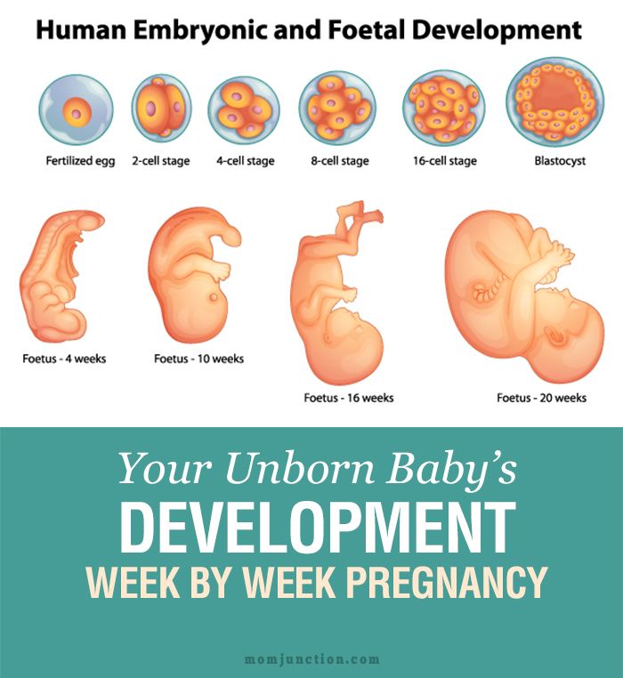 When is baby fully developed in womb