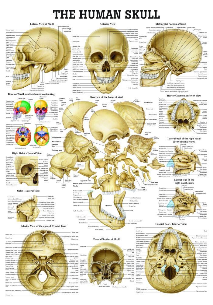 When does a baby skull close