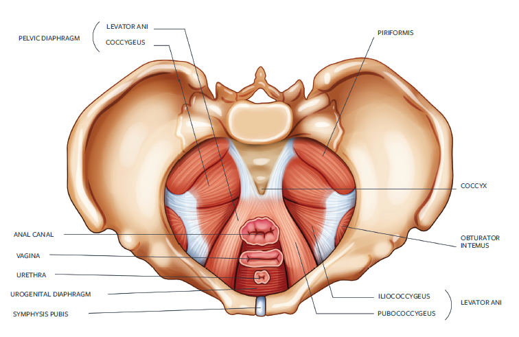 Pelvic pressure 39 weeks