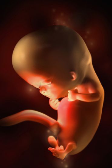 Fetus at ten weeks