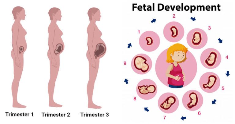 Second trimester baby growth