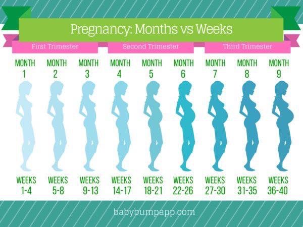 What month is the 3rd trimester