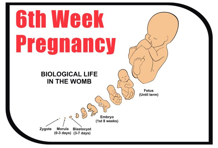 Pregnancy symptoms in 2nd month