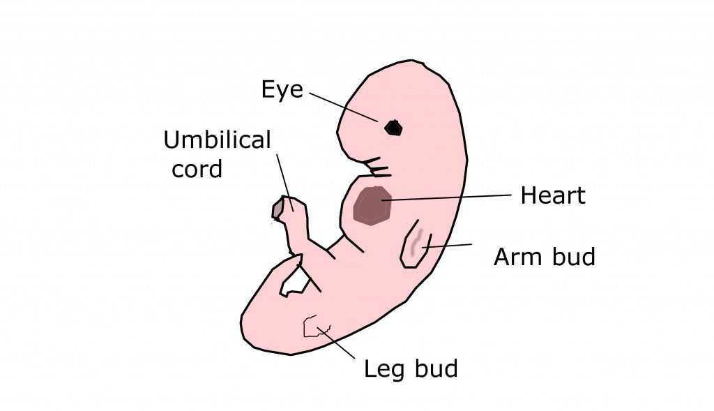 How big is a baby at six weeks