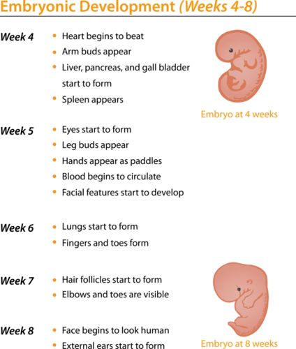 Stages of miscarriage