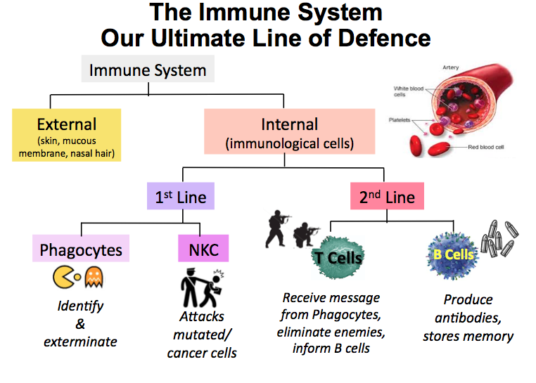How to improve immune system for child