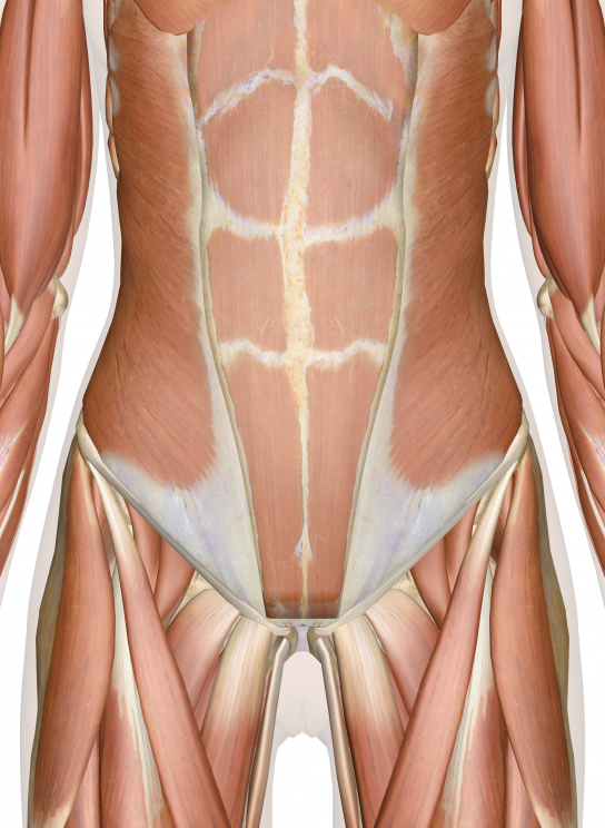 Abdominal wall separation